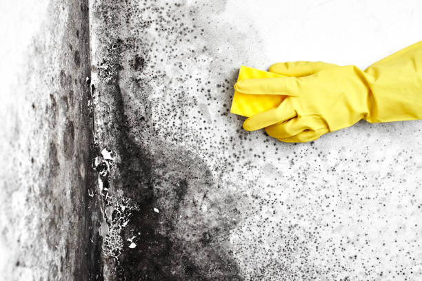 Reliable Shrewsbury, MO Mold Remediation Solutions