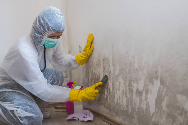 Best HVAC Mold Remediation in Shrewsbury, MO