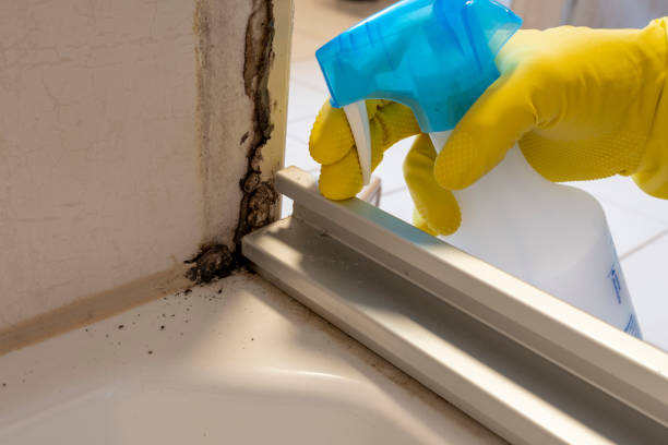 Best Post-Flood Mold Remediation in Shrewsbury, MO