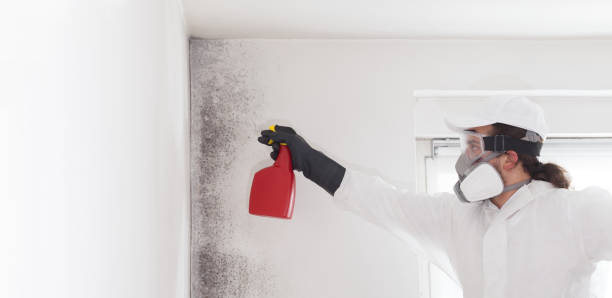 Best Attic Mold Remediation in Shrewsbury, MO