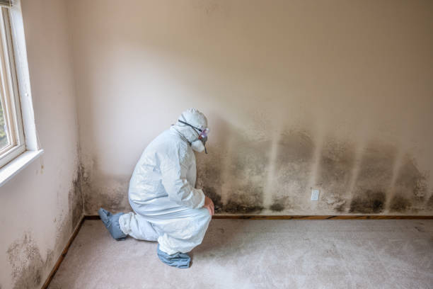 Best Emergency Mold Remediation in Shrewsbury, MO