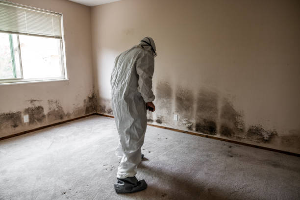 Best Mold Testing and Inspection Services in Shrewsbury, MO